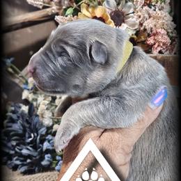 Valor - Blue male German Shepherd puppy in Sequim, Washington from German Shepherd Haus