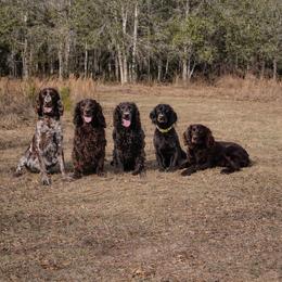 Boykin Spaniel, English Springer Spaniel, and Rat Terrier Puppies from 31 Pines Kennels