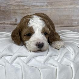 Sandy - Red female Cavapoo puppy in Millersburg, Ohio from Ohio Puppy Paws
