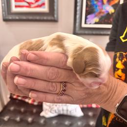 Star - Blenheim female Cavalier King Charles Spaniel puppy in Blanding, Utah from Card’s Cavaliers