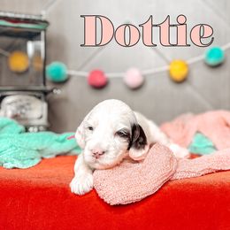 Dottie - Chocolate female Australian Labradoodle puppy in Decatur, Alabama from Southern Meadows Doodles