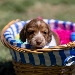 Canari - Piebald female Dachshund puppy in Wichita Falls, Texas from Matilda Jane’s Dachshunds