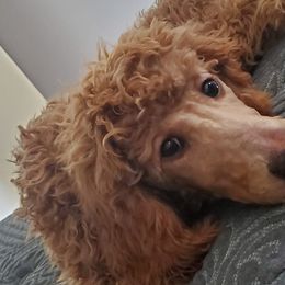 Poodles from VIP Standard Poodles