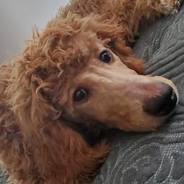 Poodles from VIP Standard Poodles