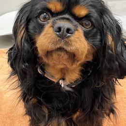 Mazzy - Cavalier King Charles Spaniel