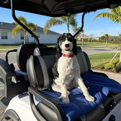 Springerdoodle All Grown Up from Just Doodling