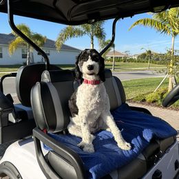 Springerdoodle All Grown Up from Just Doodling