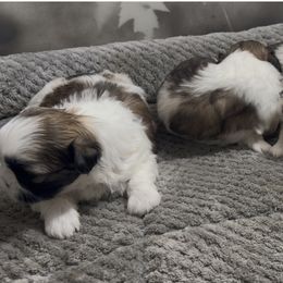 Female Request - Cream and white female Shih Tzu puppy in Chariton, Iowa from Mia Lucky Home