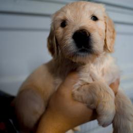 Dalia (pastel green) - Cream female Goldendoodle puppy in Portsmouth, Virginia from Hopping Howlers Ranch