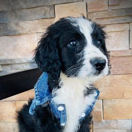 Aussiedoodle and Bernedoodle Puppies from Deer Canyon Family Doodles