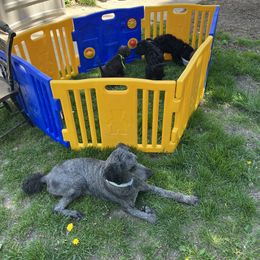 Poodle Puppies from Sarah’s Standards