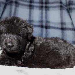 Helena - Black female German Shepherd puppy in Garland, Maine from Vom Schön Traumhund