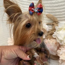 Carey - Yorkshire Terrier