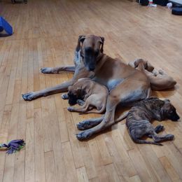 Great Dane puppies from Armor Amazingly Awesome Great Danes