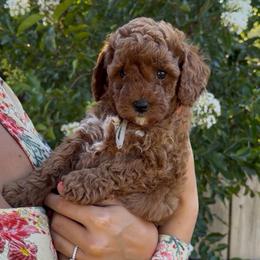 Berry - Red male Assorted Doodle Crosses puppy in Yuba City, California from Lucky Day Doodles