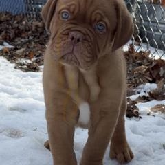 Female 2 - Red female Dogue de Bordeaux puppy in Mazomanie, Wisconsin from Blue Horizons Bordeaux
