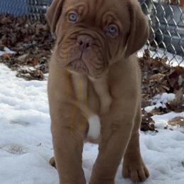 Female 2 - Red female Dogue de Bordeaux puppy in Mazomanie, Wisconsin from Blue Horizons Bordeaux