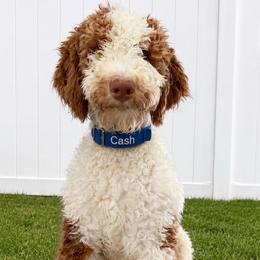 Cash - Goldendoodle
