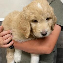 Tyson - Cream male Pyredoodle puppy in Prescott, Washington from Washington Pyredoodles