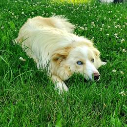 Texas - Border Collie