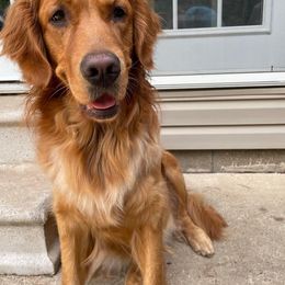 Scarlett - Golden Retriever