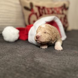 Goldendoodle Puppies from S_and_b_doodles