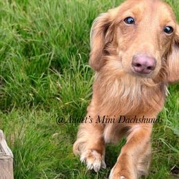 Nemo - Dachshund