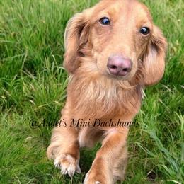 Nemo - Dachshund