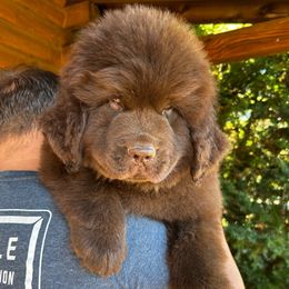 Brown Male - Brown male Newfoundland puppy in New York from Johnson Farms