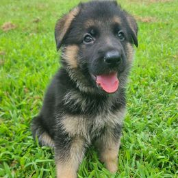 Blue - Black and red male German Shepherd puppy in Coatesville, Pennsylvania from Jessica's German Shepherds