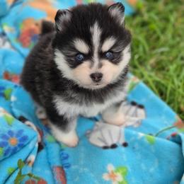 Edison - Black and white male Pomsky puppy in Mc Callsburg, Iowa from SZ Rolling Acres LLC