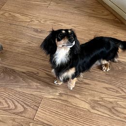 Dachshund All Grown Up from Desert Sunset Dachshunds