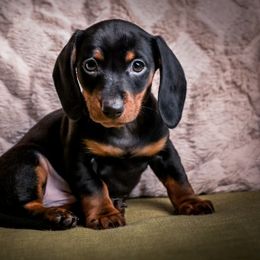 Dachshund Puppies from Phillian Family Mini Dachshunds