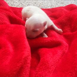 Dusty - White male Pomeranian puppy in New Salem, North Dakota from Fancy Paws Pomeranians