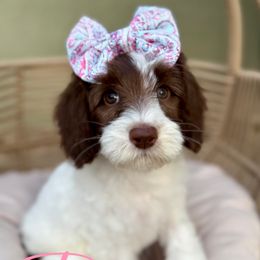 Pound - Apricot female Australian Labradoodle puppy in Morgan Hill, California from Loving Labradoodle