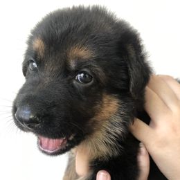 German Shepherd Puppies from Zwinger vom Schneider Wald