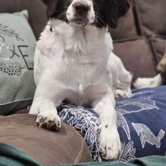 Drentsche Patrijshond All Grown Up from Meliora Drentsche Patrijshonden