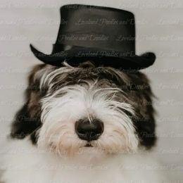 Manly - Sheepadoodle
