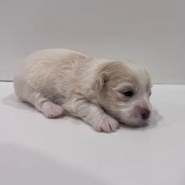 Bianca - White female Havanese puppy in Weeki Wachee, Florida from Fluffy Paws Puppies