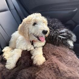 Whisper - White female Bernedoodle puppy in Mint Hill, North Carolina from Ball-Y-Hoo Bernedoodles