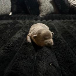 Stormi - Blue female Chow Chow puppy in Elberton, Georgia from Pits and Poms LLC