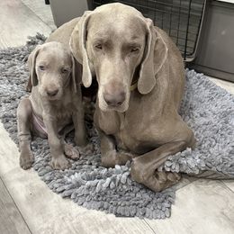 Vizsla and Weimaraner Puppies from Midwest Dream