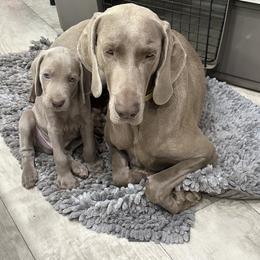 Vizsla and Weimaraner Puppies from Midwest Dream