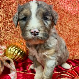 Girl 5 - Blue merle female Aussiedoodle puppy in Marshall, Arkansas from Buffalo River Puppies