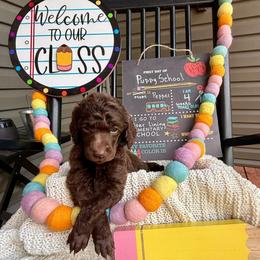 Light Pink - Brown female Poodle puppy in Camdenton, Missouri from Silver Lining Poodles