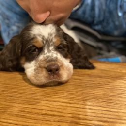 English Springer Spaniel Puppies from River’s Edge ~ English Springer Spaniels