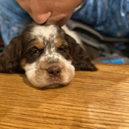 English Springer Spaniel Puppies from River’s Edge ~ English Springer Spaniels