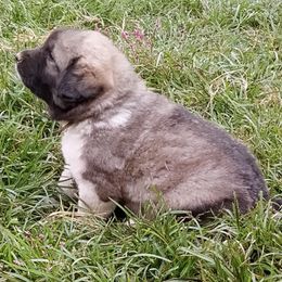 Puppy ID 92254 - White and tan female Great Pyrenees puppy in Leicester, North Carolina from Randall Glen Pyrenees