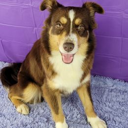 Ginger - Miniature Australian Shepherd