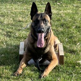 Zephyr - Belgian Malinois